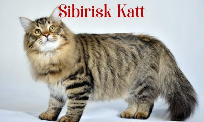 Sibirisk Katt huvudbild