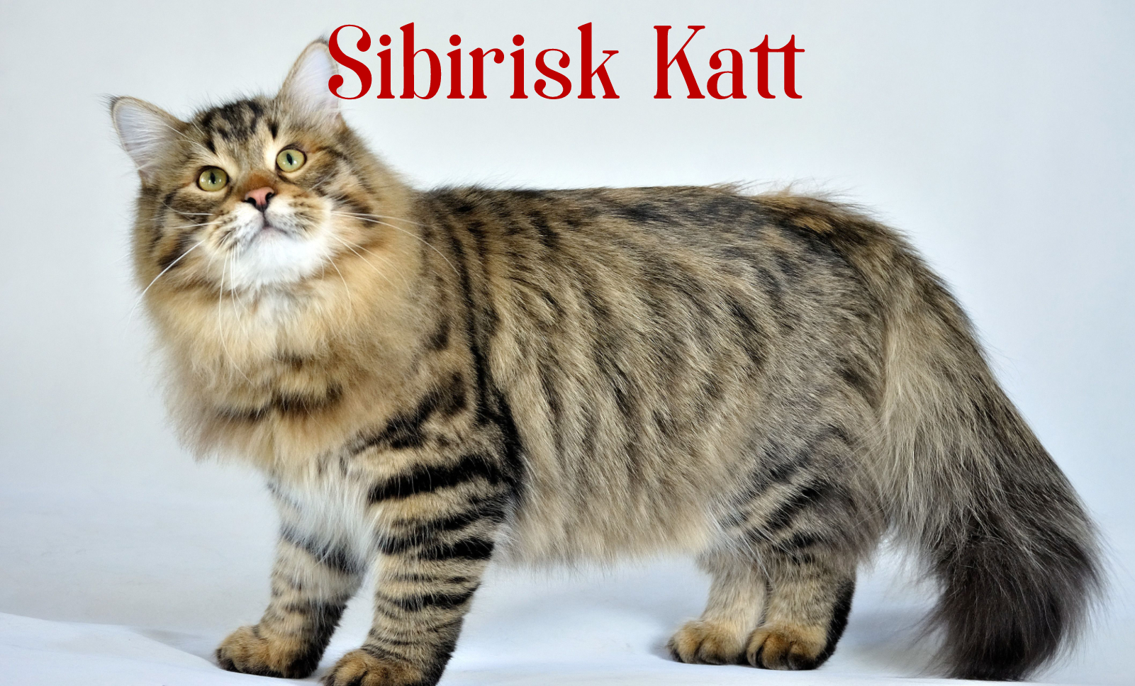 Sibirisk Katt huvudbild