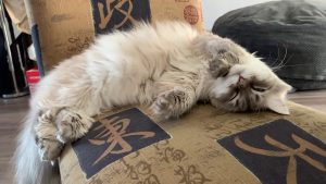 Sovande sibirisk katt